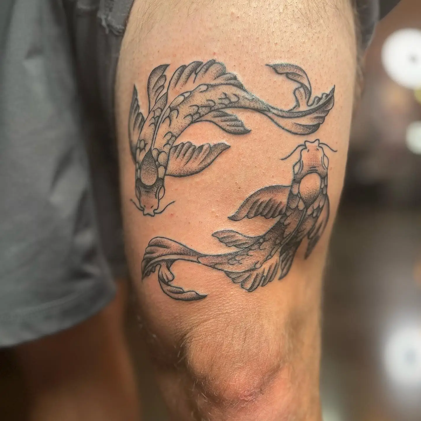 Two koi fish in black and grey