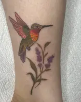 Color hummingbird with a lavender sprig