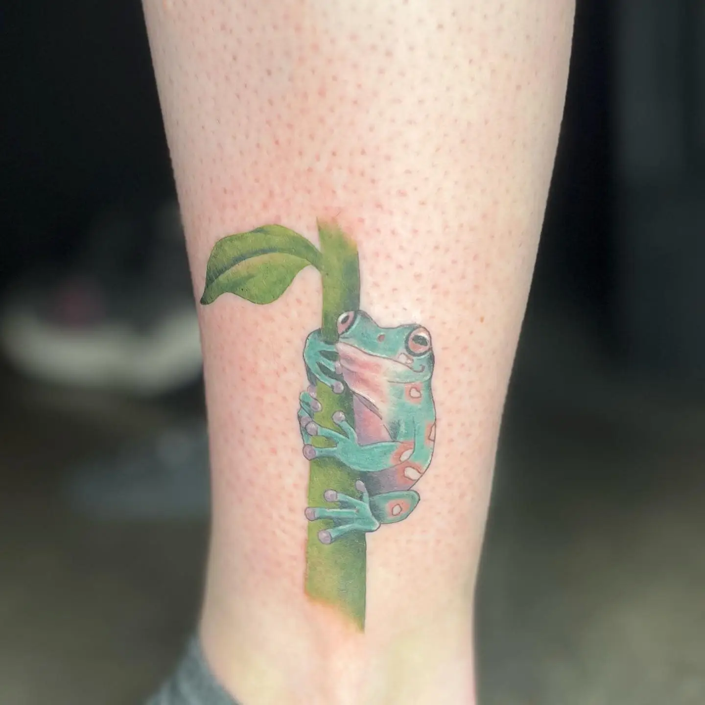 Small green tree frog on a stem in color